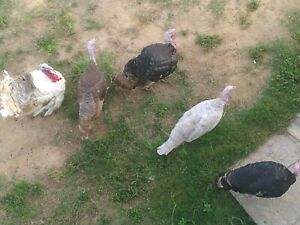 12+ if available. Turkey hatching eggs, Mixed and Pure