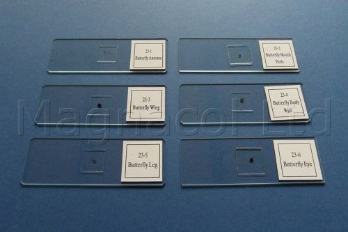 Microscope Slides: Prepared Slides - Butterfly Parts
