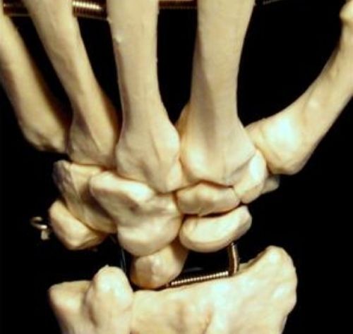 Life Size Human Anatomical Skeleton Hand Joint