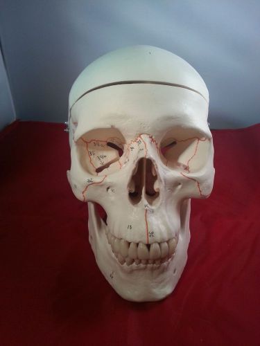 NEW 3B Scientific Classic Human Skull w/ Numbering See Photo&#039;s