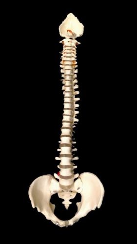Life Size Human Vertebral Spinal Column Anatomical Model Spine Vertebrae