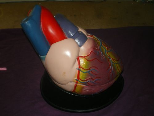 Large Anatomical Heart Model Teaching Education Tool Multi Part