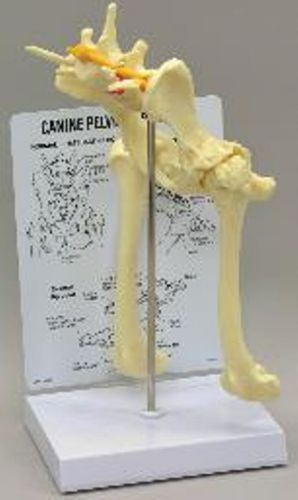 Vet office j0775 anatomical models canine hip/lower vertebrae model educate dog for sale