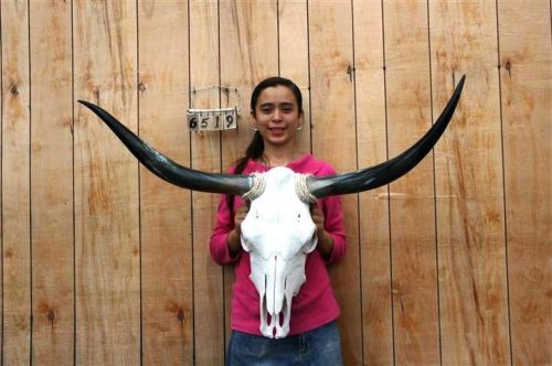 Steer skull long horns 3&#039; 6&#034; cow bull skulls horn h6519 for sale