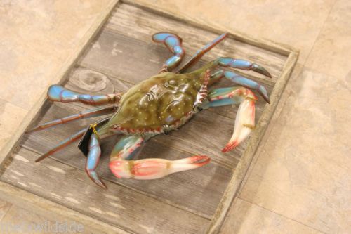 (1), BLUE CRAB REPLICA, 16&#034; - 17&#034;, CRAB, DISPLAY, REALISTIC, CRAB, DISPLAY,  #XX