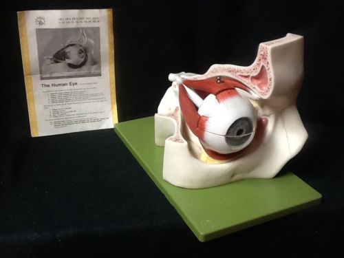 Somso cs2 giant eyeball with part of orbit anatomical model, 8 part (cs 2) for sale