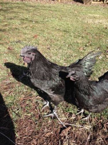 2+ Pure Ayam Cemani Hatching eggs!! (GreenFire Line)