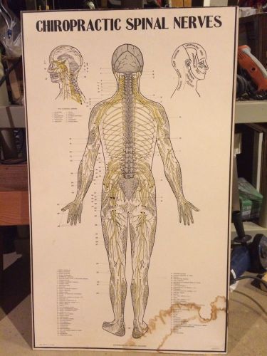 Chiropractic Spinal Nerves Hard Poster