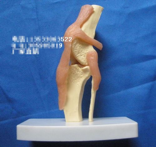 NEW Dog Canine Knee Anatomical Model Veterinary Anatomy 63