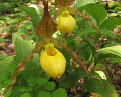 Fresh yellow lady&#039;s slipper .. v.pub orchid (20+ seeds)wow, l@@k!!! for sale