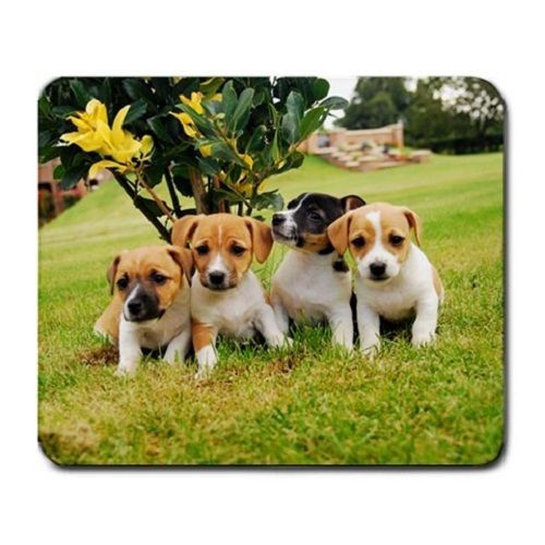 Cute Jack Russell Puppy Puppies Dogs Pets Animal Large Mousepad Mouse Pad