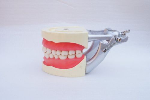 New Dental Teach Study Adult Standard Typodont Demonstration Model Teeth