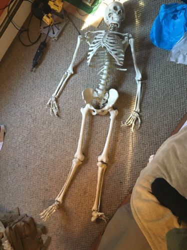 Used Life Size Human Anatomical Anatomy Skeleton Lab Medical Model Halloween