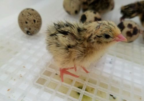 24 Coturnix Quail Hatching Fertile Eggs -