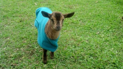 Double thick fleece Goat Kid Lamb Small Dog Blanket Sweater Velcro or Slip On