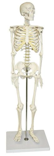 VAS202 Half Size Human Skeleton- 33 (84cm)
