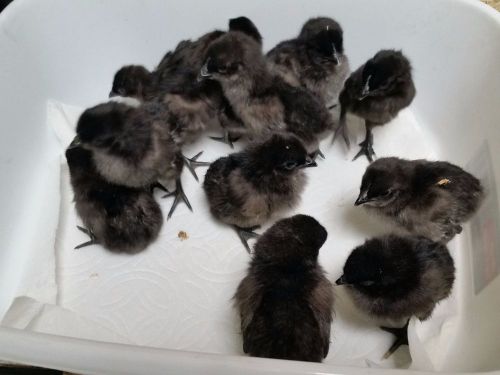 6+ PURE AYAM CEMANI EGGS! Ready Now! NPIP! AI Clear! TOP QUALITY STOCK!