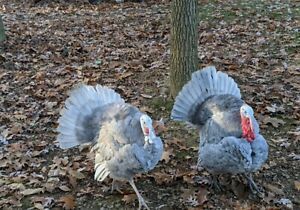 Blue slate turkey eggs 6+