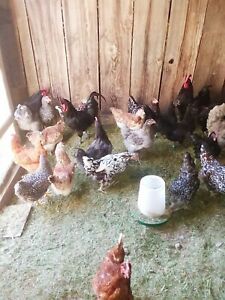 12 fertile hatching chicken eggs with rare breeds