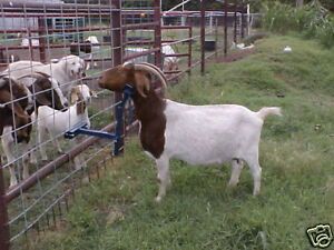 EZ Goat Holder Boer Sheep