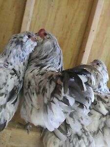 Bbs ameraucana hatching eggs  www.blueameraucana1234.wixsite.com/collinspoultryf