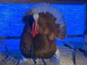 12 bourbon red turkey eggs