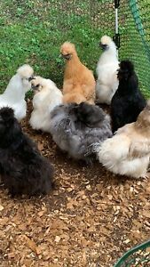 silkie fertile hatching eggs