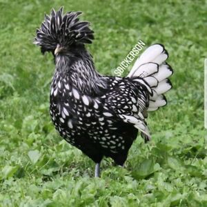 10 Bearded Silver Laced Polish Chicken Hatching Eggs *Fancy*