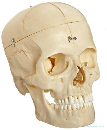 3b scientific a281 6 part bonelike human bony skull model, 6.3&#034; x 5.3&#034; x 8.1&#034; for sale