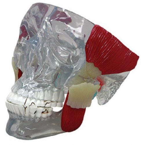 NEW Anatomical TMJ Temporomandibular Joint Teeth Model