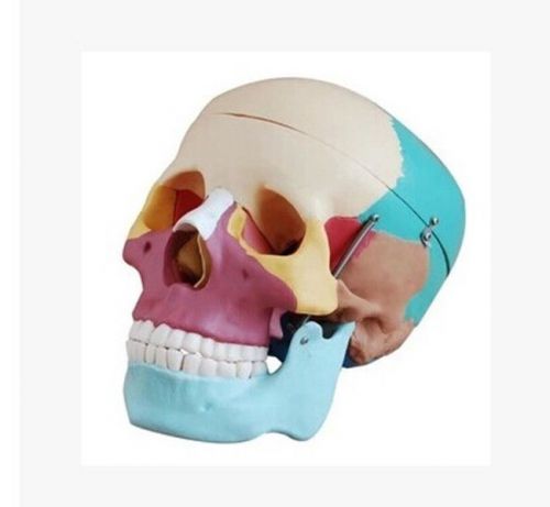 Life Size Human Skull Anatomical Anatomy Skeleton Medical Model &amp; Colored Bones