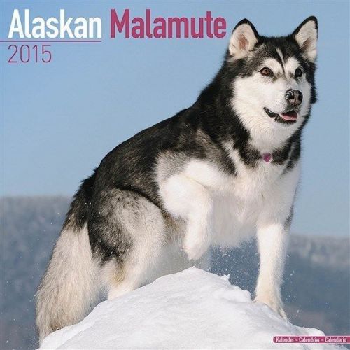 New 2015 alaskan malamute wall calendar by avonside for sale