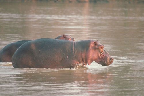 Corel stock photo cd  rhinos &amp; hippos series 112000 for sale