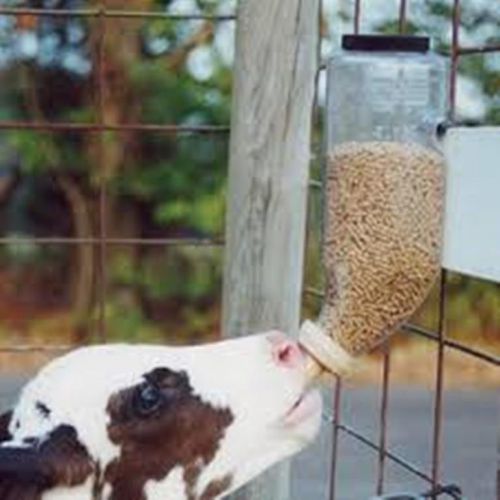 Braden Bottle Start Calves Eating feed quickly Dairy NWT