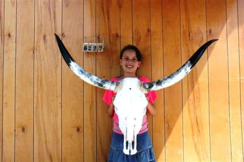 Steer skull long horns 4&#039; 1&#034; cow bull skulls horn h6277 for sale