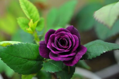 FRESH Rare &#034;Dark Purple&#034; China Rose (10 Seeds) Beautiful Roses, Hardy, WOW, L@@K