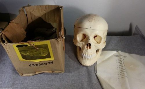 A20 plastic numbered medical human skull anatomy school jaw opens for sale