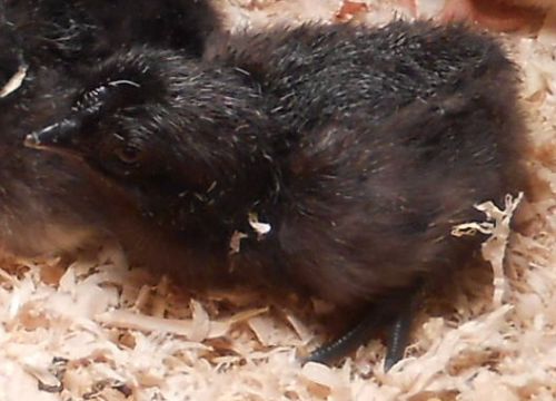 6+ pure ayam cemani eggs! ready now! npip! ai clear! top quality stock! for sale