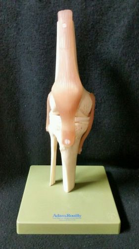 SOMSO Functional Knee Joint Model NS50 Anatomical Model
