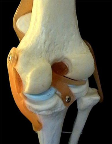 Life size human anatomical skeleton knee join - medical for sale