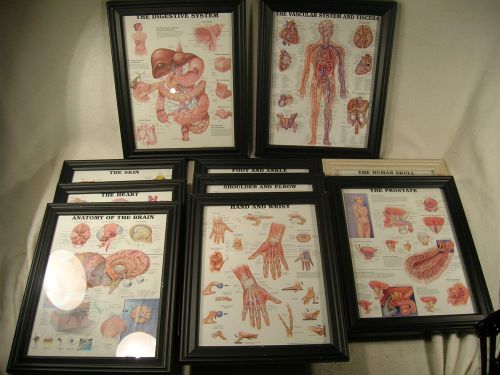 Anatomical Chart Company Lot Of 10 Framed Laminated Charts From Doctor&#039;s Office