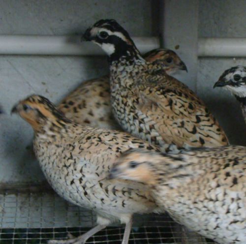 12 + Mexican Speckled Bobwhite Quail Eggs