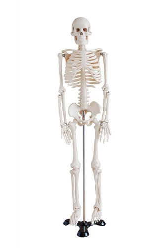 Mini Human Skeleton Model 1/2 Life Size on Metal Base 85cm