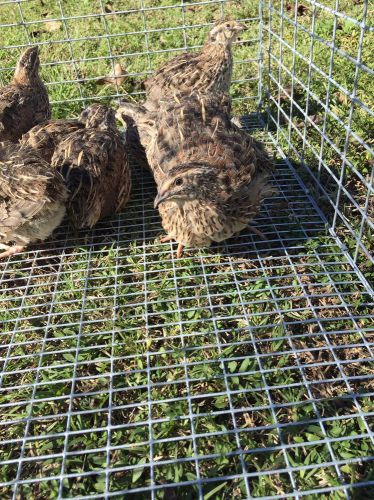40+ Assorted Coturnix Hatching Eggs, Lavender, Silvers, Creams Included. NPIP