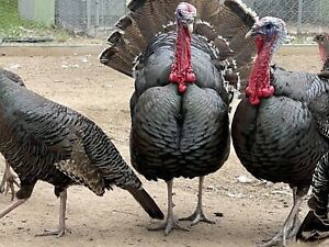 12 Pure Bred Merriam Wild Turkey Hatching Eggs