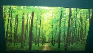 2021 2022  Path through the woods 2-Year 3&#034; x  6&#034; Monthly pocket purse calendar