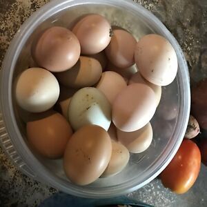 chicken hatching eggs