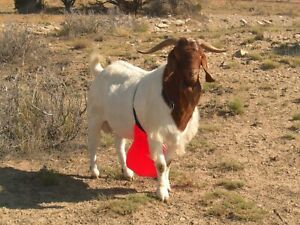Bacchus Johnson Shield Buck Anti Mating Anti Breeding Apron for Goats &amp; Sheep