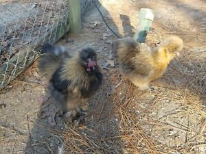 silkie hatching eggs partridge 10+ read entire listing