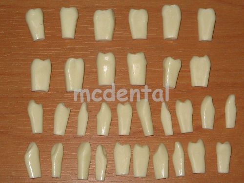 SPARE TEETH FOR ADULT TYPODONT MODEL TEETH REMOVABLE